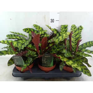 Calathea lancifolia