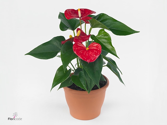 Anthurium andr. 'Aristo'