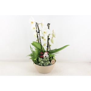 arr2 PL - Ker. schaal dido Taupe Phal.