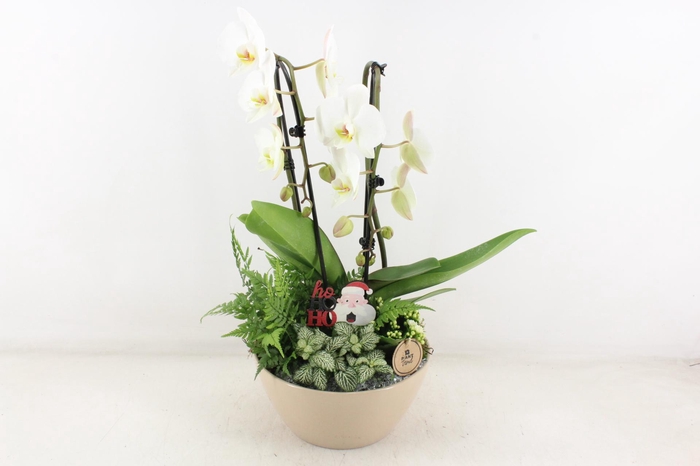 <h4>arr2 PL - Ker. schaal dido Taupe Phal.</h4>