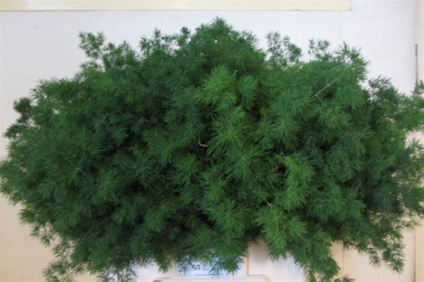 <h4>ASP UMBELLATUS</h4>