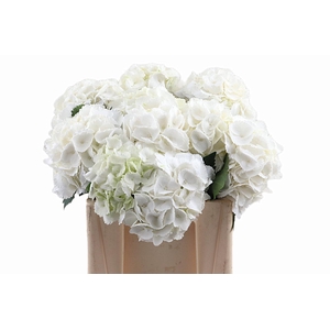 Hydr Princess 40 cm Vicini