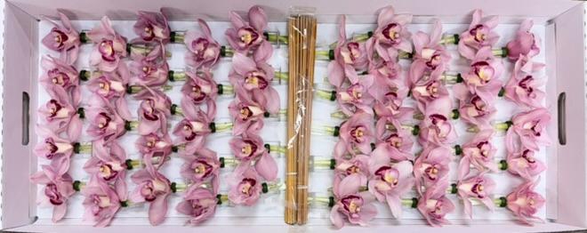 <h4>CYMB Stok 50 cm PINK</h4>