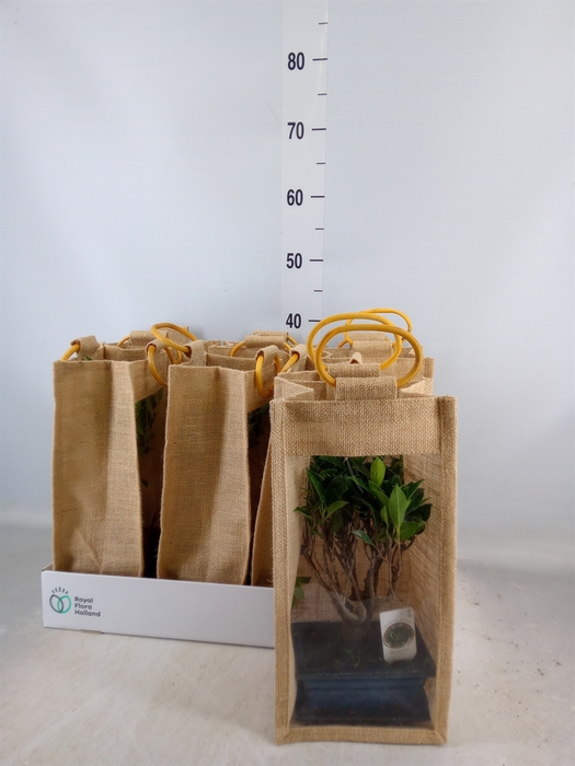 <h4>Bonsai   ...mix</h4>