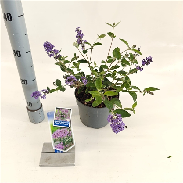 <h4>Buddleja dav. Free Petite© Blue Heaven ('Podaras 8'PBR)</h4>