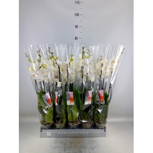 Phalaenopsis   ...white