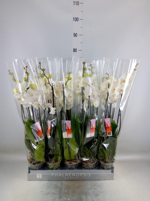 <h4>Phalaenopsis   ...white</h4>