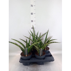 Sansevieria cyl.  ...