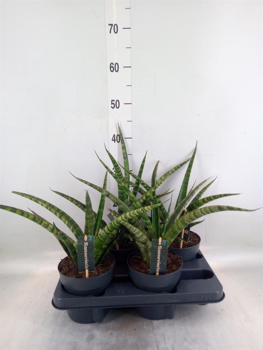 <h4>Sansevieria cyl.  ...</h4>
