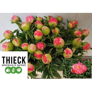PAEONIA HYBR. 'CORAL SUNSET'