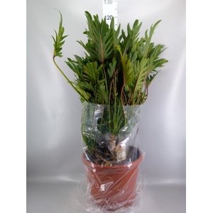 Philodendron xanadu
