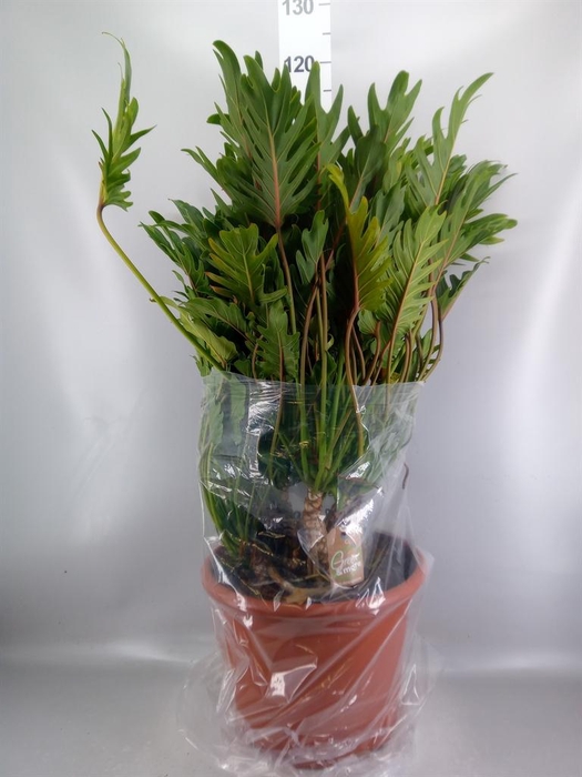 <h4>Philodendron xanadu</h4>