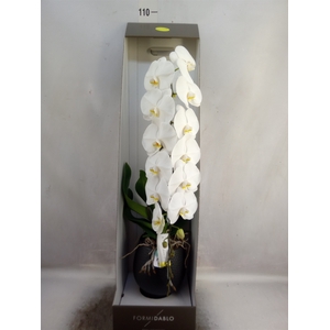 Phalaenopsis   ...white