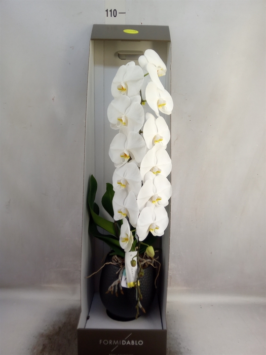 <h4>Phalaenopsis   ...white</h4>