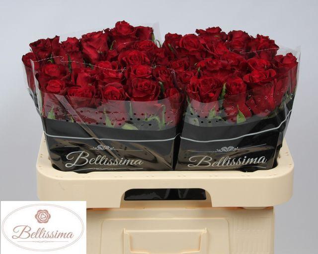 <h4>R Gr Ever Red</h4>