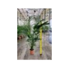 Howea forsteriana