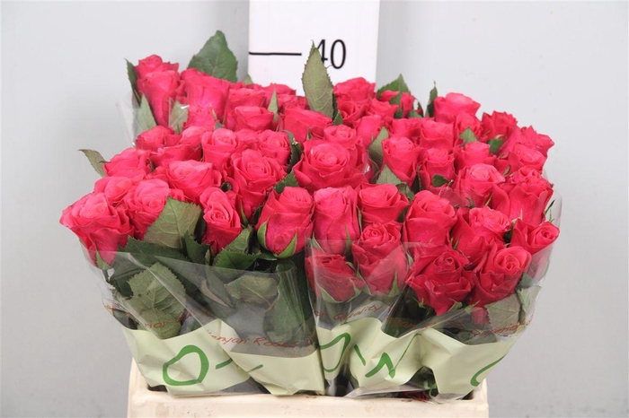 <h4>R Gr Tacazzi+</h4>