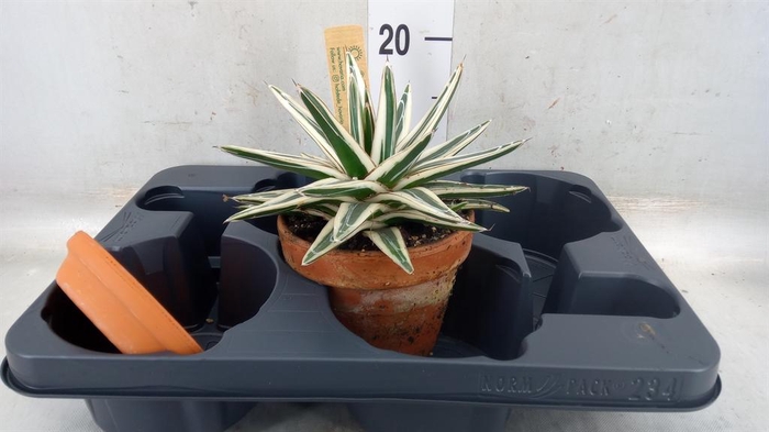 <h4>Agave victoriae-reginae</h4>