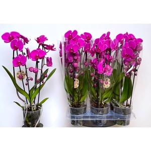 PHAL EL CASCADE