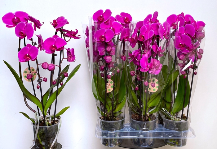 <h4>PHAL EL CASCADE</h4>