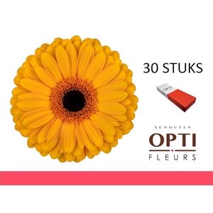 GE GR OAKLYN-Doosx30