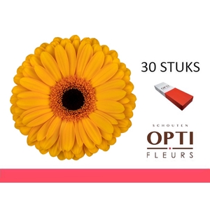 GE GR OAKLYN-Doosx30