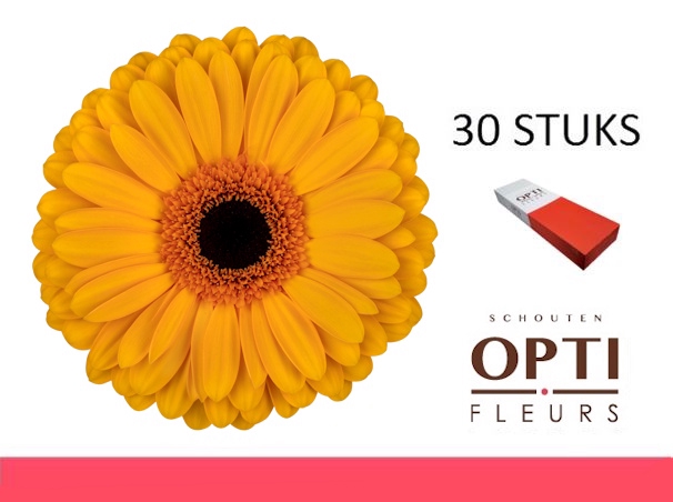 <h4>GE GR OAKLYN-Doosx30</h4>