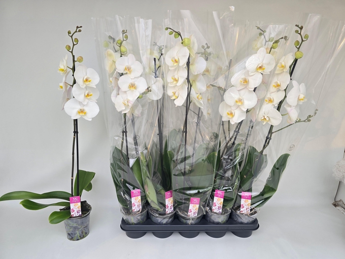 <h4>PHAL OV WIT</h4>