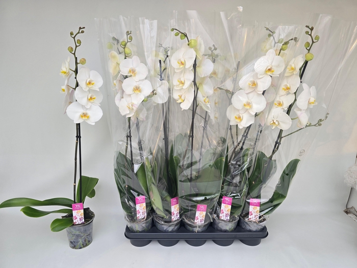 <h4>PHAL OV WIT</h4>