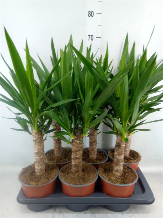 <h4>Yucca elephantipes   ...</h4>