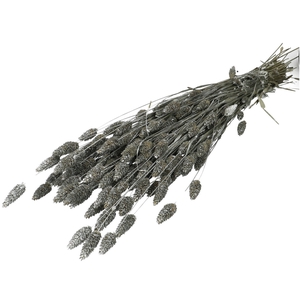 Dried flowers Phalaris 70cm