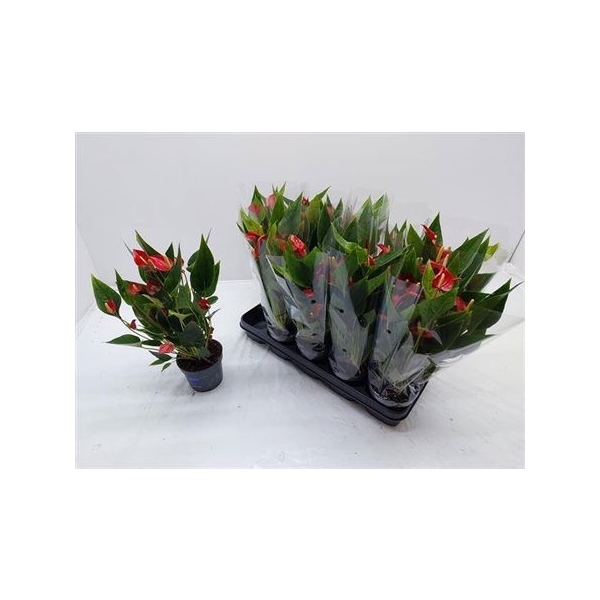 <h4>Anthu A Mil Flow Red 7+ Multiflower</h4>