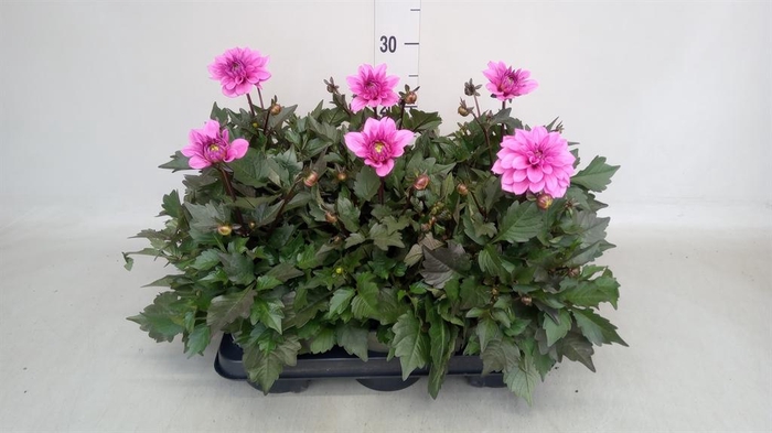 <h4>Dahlia   ...</h4>