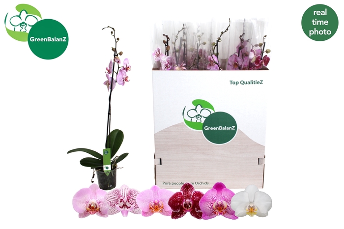 <h4>PHAL GEM 6 KL</h4>