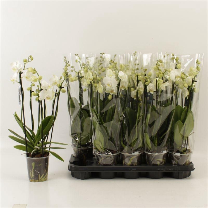 <h4>PHAL OV WIT</h4>