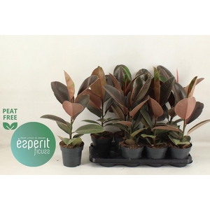 Ficus elastica 'Pink Camouflage'