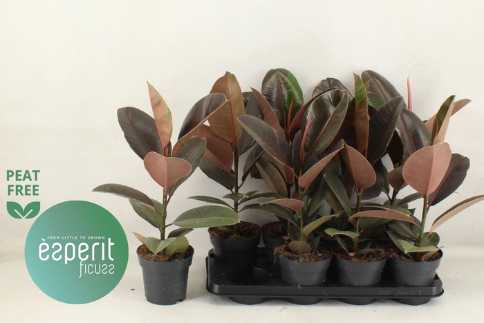 <h4>Ficus elastica 'Pink Camouflage'</h4>