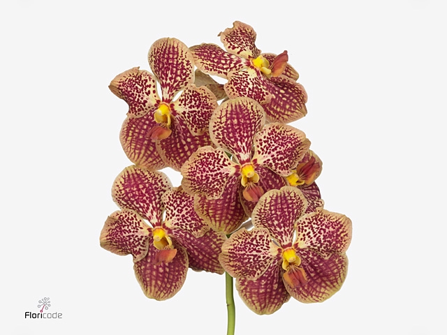 VANDA SU RETRO RED