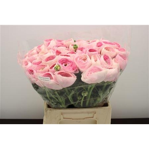 RANUNCULUS CLONI EXTRA PINK
