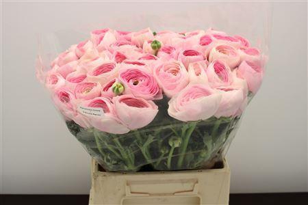 <h4>RANUNCULUS CLONI EXTRA PINK</h4>