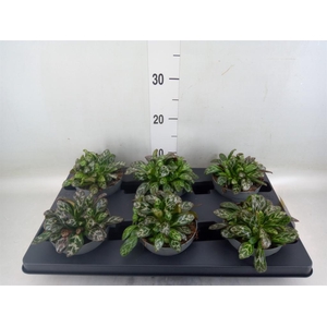 Planten Groen   ...L%