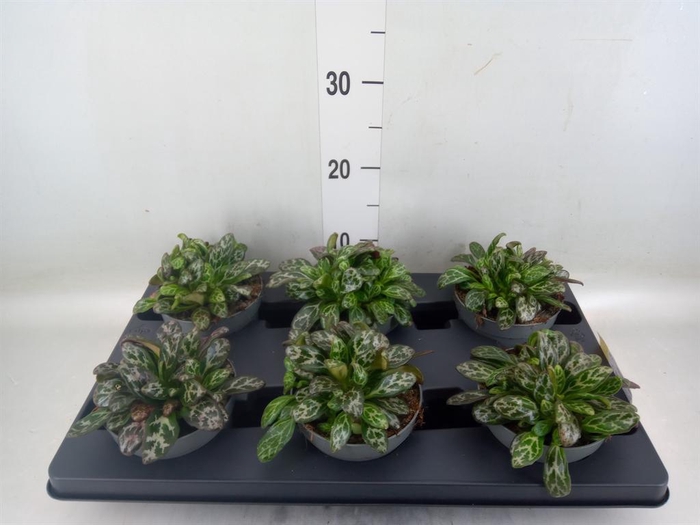 <h4>Planten Groen ...L%</h4>