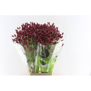 Sanguisorba Red Dream