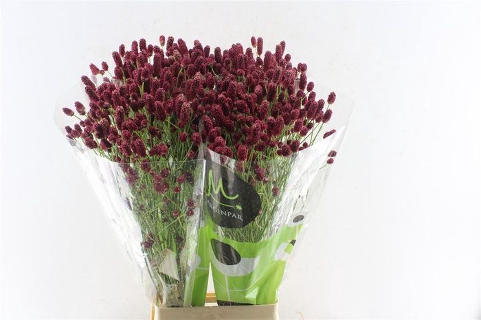 <h4>Sanguisorba Red Dream</h4>