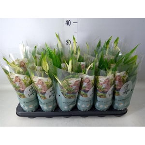 Spathiphyllum  'Chopin'