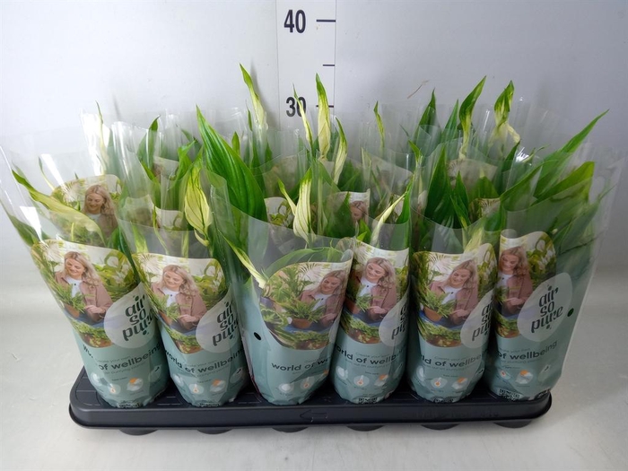 <h4>Spathiphyllum 'Chopin'</h4>