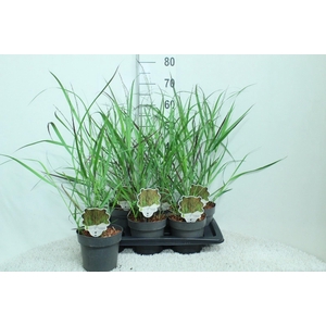 Panicum virgatum