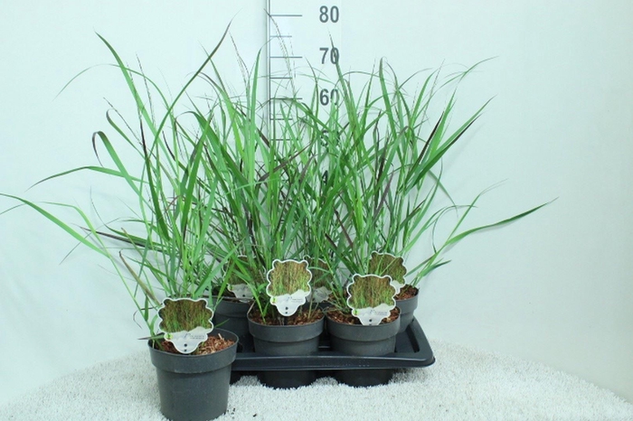 <h4>Panicum virgatum</h4>