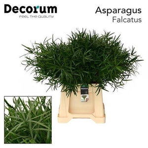 Asp Falcatus