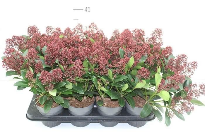 <h4>Skimmia Jap. Rubella 10-12</h4>